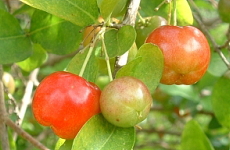 アセロラの果実の画像