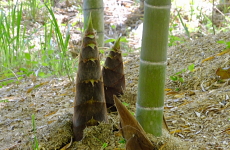 竹とタケノコの画像