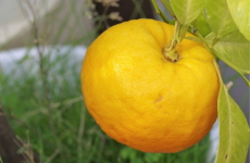 ビターオレンジ（橙）の画像