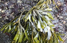 ブラダーラック（ヒバマタ）海藻類の画像