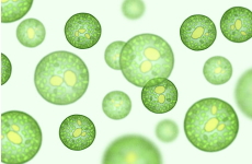 クロレラ細胞のイメージ画像