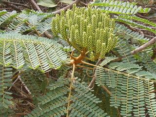 ファバダンタ（マメ科の植物）の画像