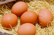 ニワトリの卵の画像