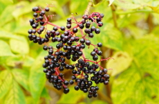 エルダーベリーの果実の画像