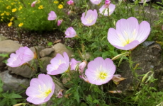 月見草（イブニングプリムローズ）の花