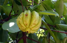 ガルシニア・カンボジアの果実の画像