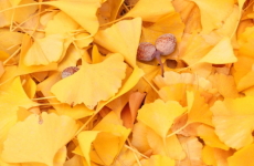 イチヨウの葉の画像
