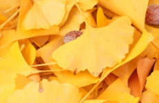 イチヨウの葉の画像