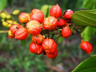 ガラナの果実の画像