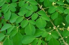 モリンガ（ワサビノキ）の葉の画像