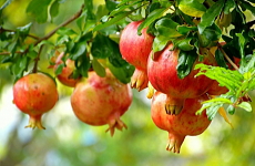 ザクロ（柘榴）の果実の画像