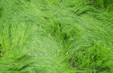 スピルリナ（藍藻類）