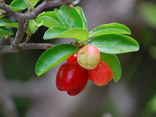 アセロラの果実の画像