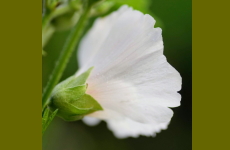 ウスベニタチアオイの花の画像