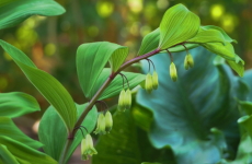 アマドコロ（ユリ科）の花