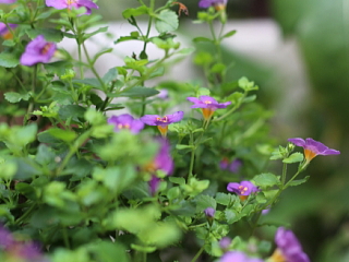 バコパ（バコパモニエラ ）の花の画像