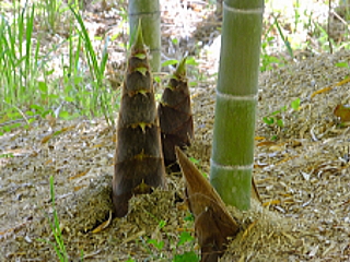 タケノコと竹の画像