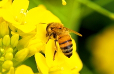 ミツバチと花の画像