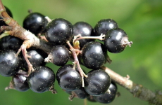 ブラックカラント（カシス）の果実の画像