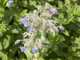 ボラージ（ボリジ）の花