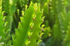 カラルマ フィンブリアタ（多肉植物）の画像