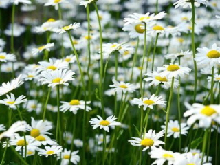 カモミールの花の画像