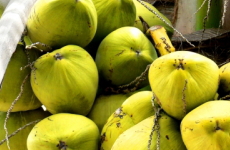 ココナッツの実の画像