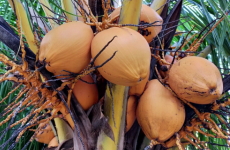 ココナッツの実の画像