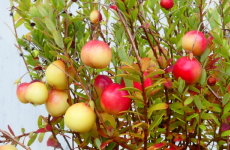 クランベリーの果実の画像