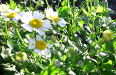 フィーバーフュー（夏白菊）の画像