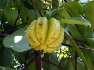ガルシニア・カンボジアの果実の画像