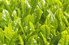茶葉の新芽の画像