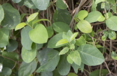 ギムネマ シルベスタの葉の画像