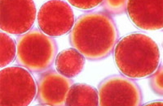 ヘマトコッカス藻細胞の画像