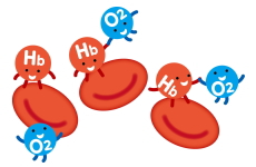 赤血球（ヘモグロビン）のイメージイラスト