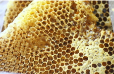 ミツバチの巣の画像