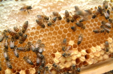 ミツバチと巣の画像