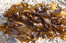 ケルプ（海藻）の画像