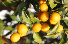 キンカン（柑橘類）の画像