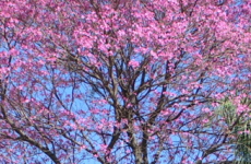 パウダルコ（タヒボ）の木の画像
