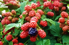 ラズベリーの果実の画像