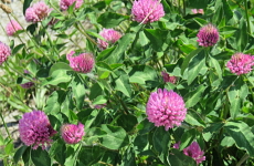 レッドクローバーの花の画像