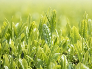 緑茶（茶の新芽）の画像