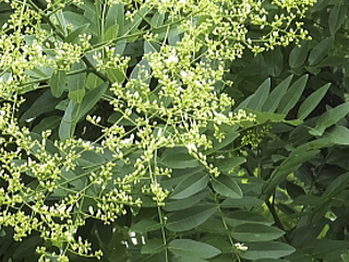 エンジュの花の画像